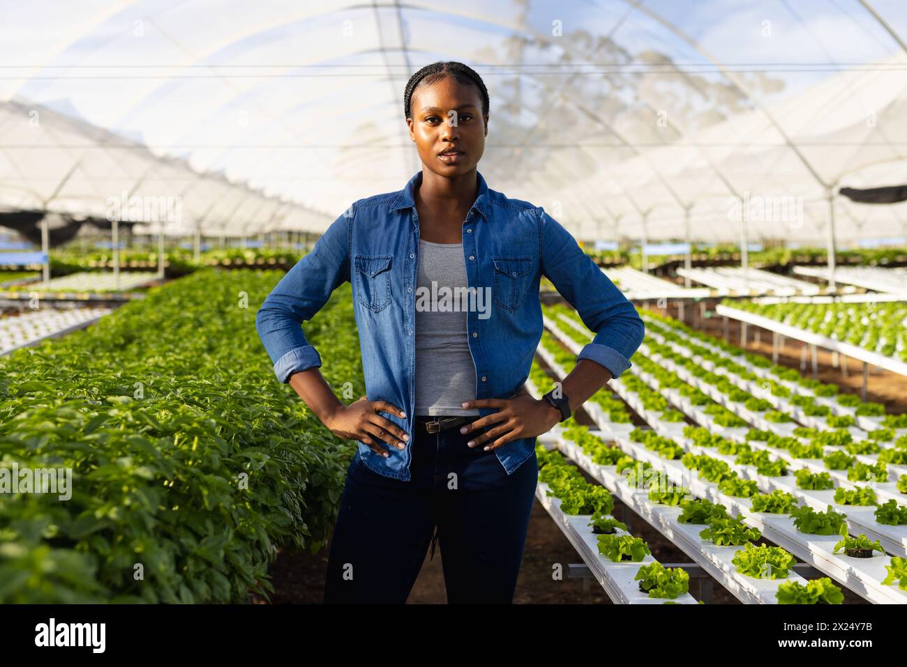 Jeune femme afro-américaine surveillante de ferme debout dans la ferme hydroponique de serre, mains sur les hanches, espace de copie. Elle porte une chemise en denim, a un bl court Banque D'Images