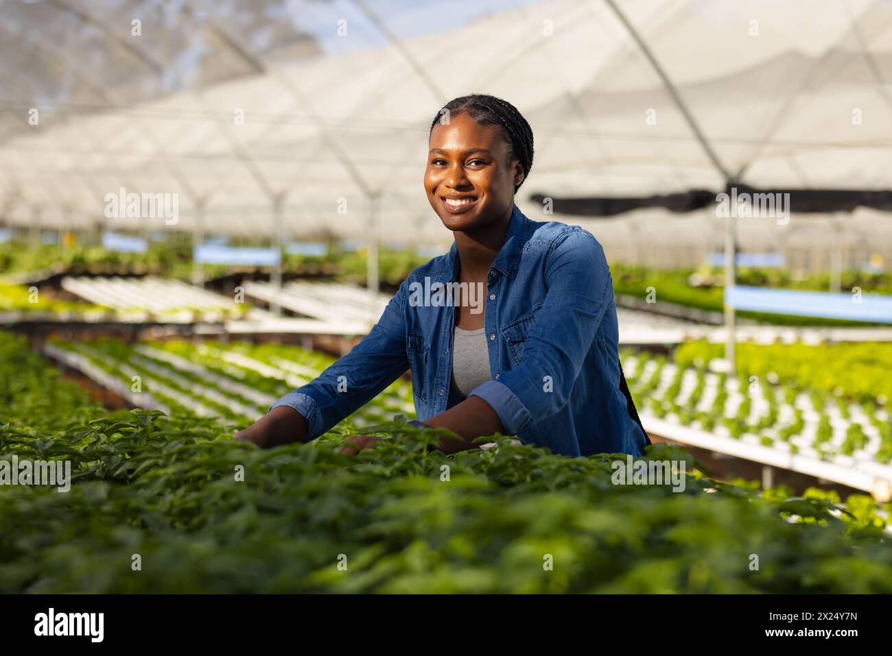 Jeune femme afro-américaine surveillante de ferme souriante, vérifiant les plantes dans la serre hydroponique. Elle a les cheveux noirs courts, portant une chemise bleue, looki Banque D'Images