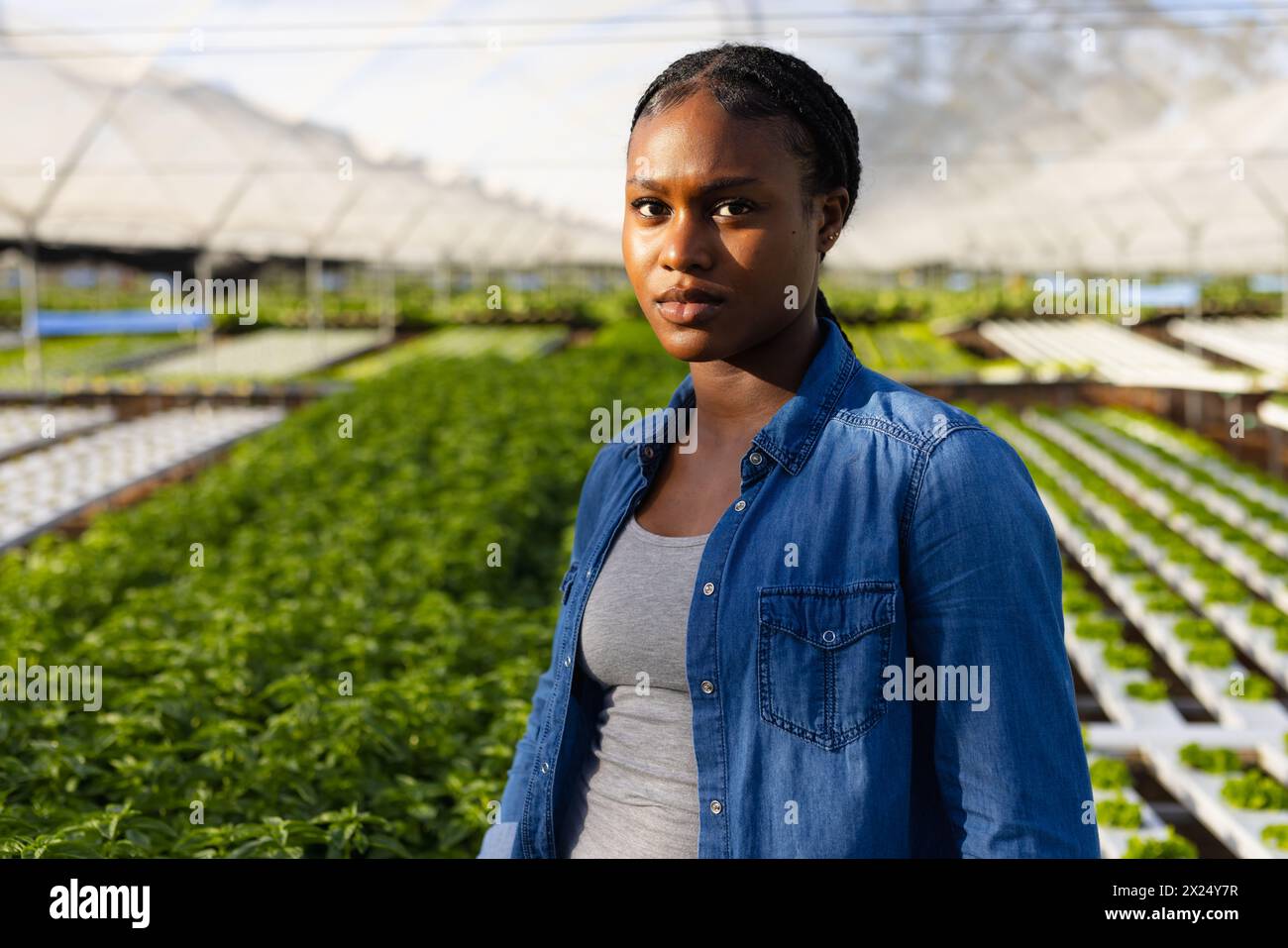Une jeune agricultrice afro-américaine se tient dans une serre hydroponique sur une ferme hydroponique. Elle a les cheveux foncés, les yeux bruns et porte un denim Banque D'Images