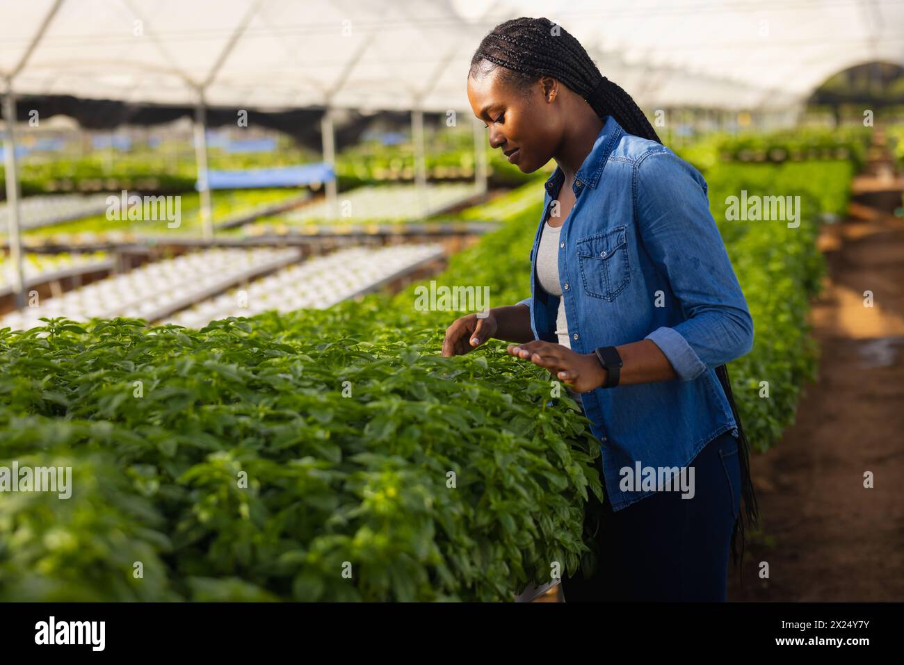 Une jeune agricultrice afro-américaine examinant des plantes dans une serre hydroponique, espace copie Banque D'Images