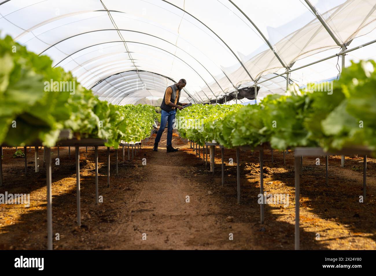 Jeune homme afro-américain superviseur de ferme examinant les plantes en serre hydroponique Banque D'Images