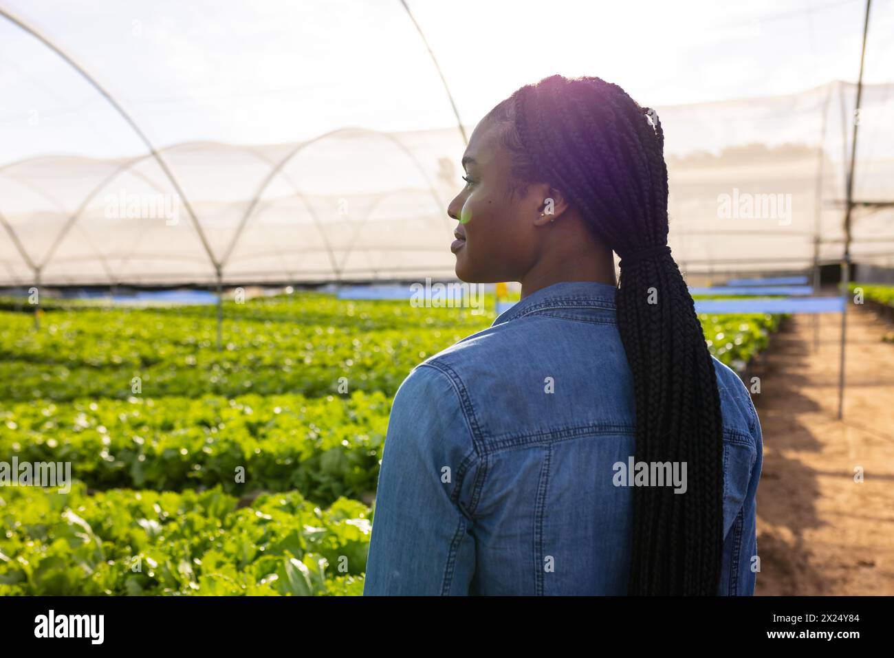 Agricultrice afro-américaine dans une serre hydroponique dans une ferme, co Banque D'Images