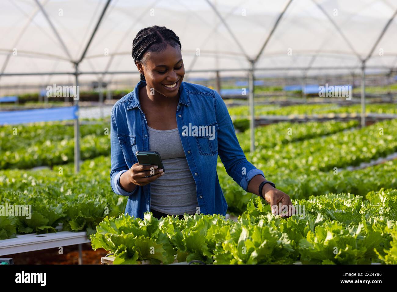 Femme afro-américaine vérifie les plantes hydroponiques, tenant Banque D'Images