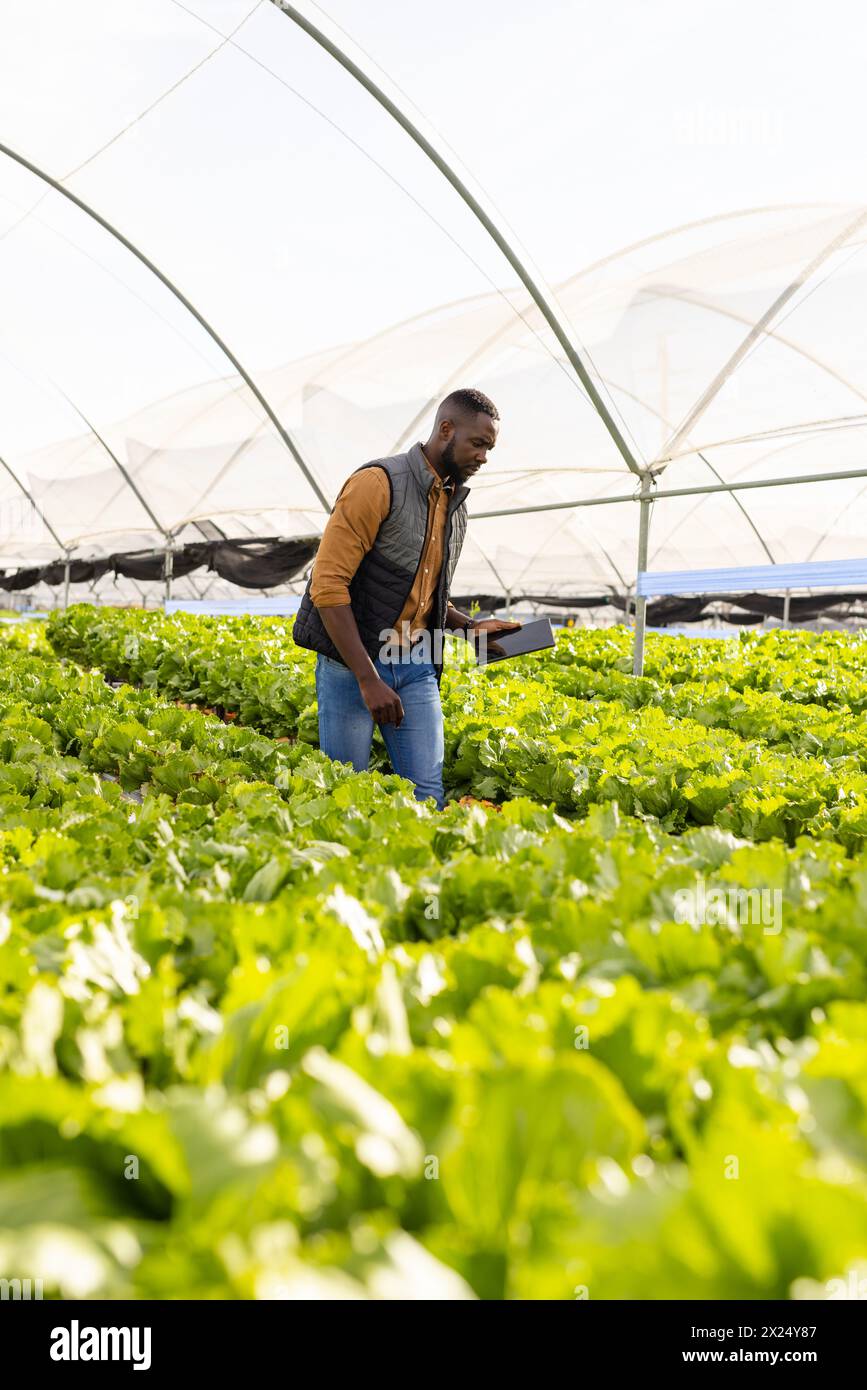 Jeune homme noir superviseur de ferme vérifie les plantes hydroponiques dans une serre, espace copie Banque D'Images