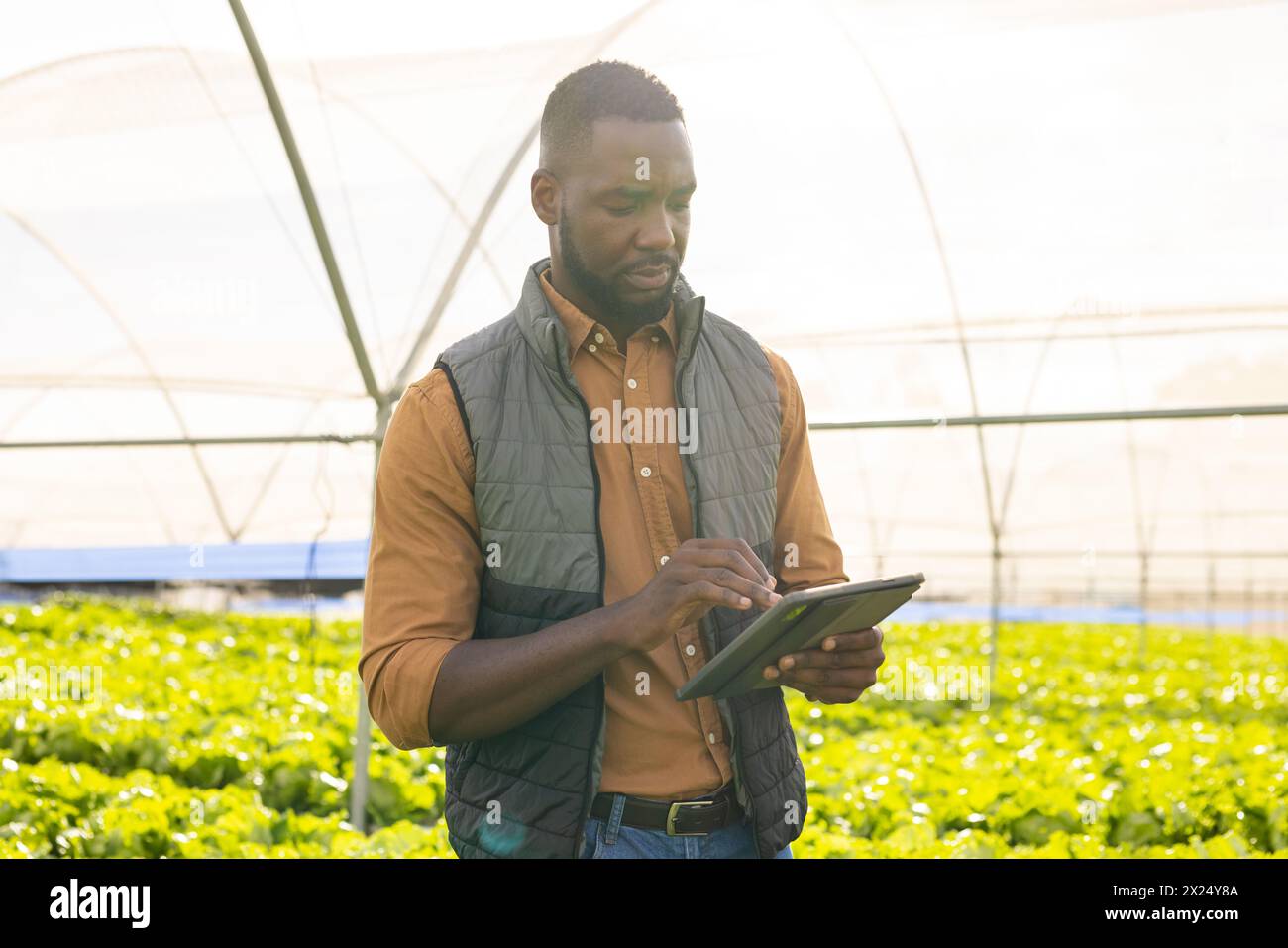 Jeune homme afro-américain superviseur de ferme vérifiant les plantes dans la serre, tenant la tablette Banque D'Images