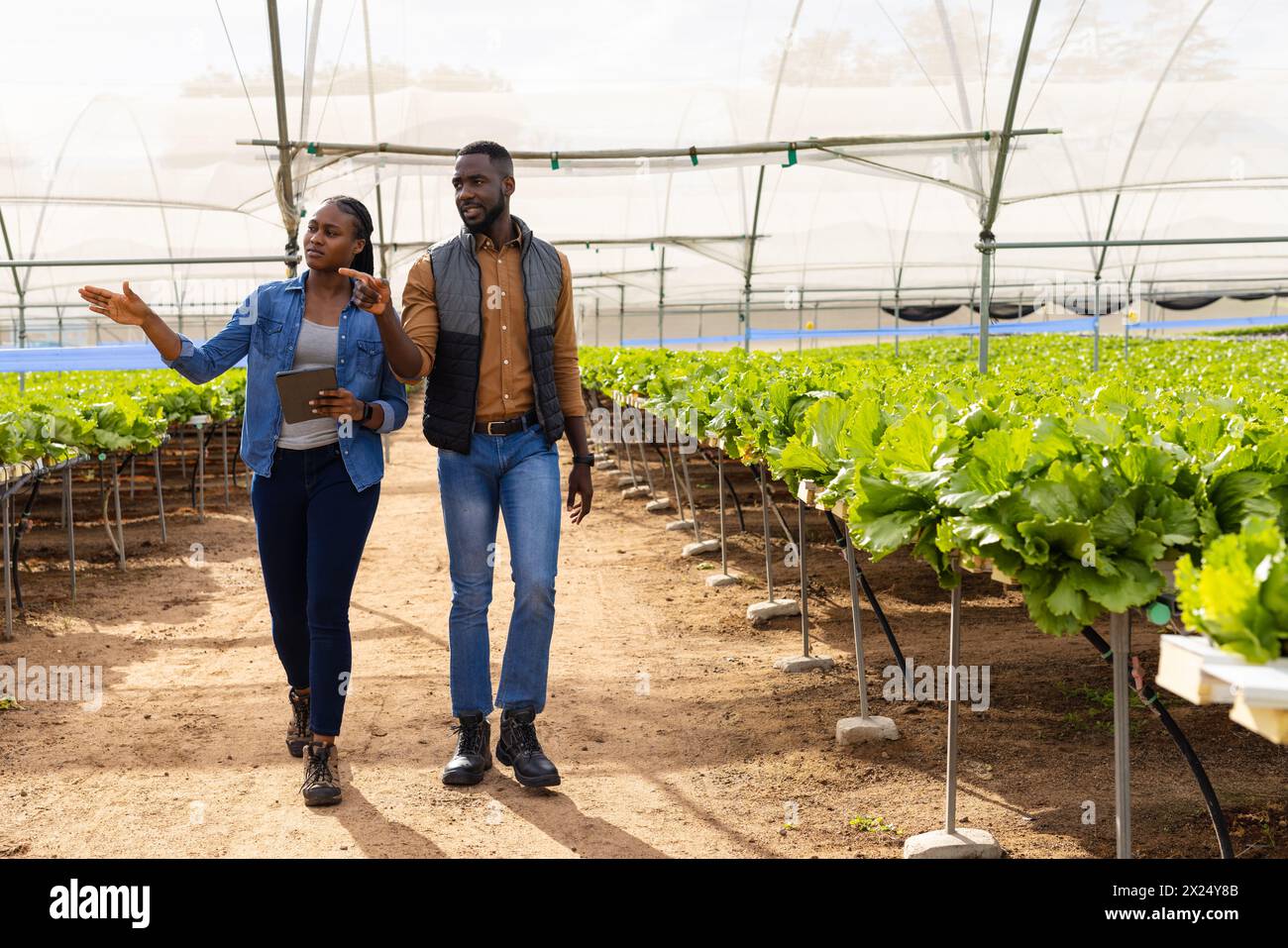 Deux jeunes superviseurs de ferme afro-américains marchant dans une ferme hydroponique en serre, espace copie. Elle tient une tablette, a les cheveux foncés, et il porte un Banque D'Images