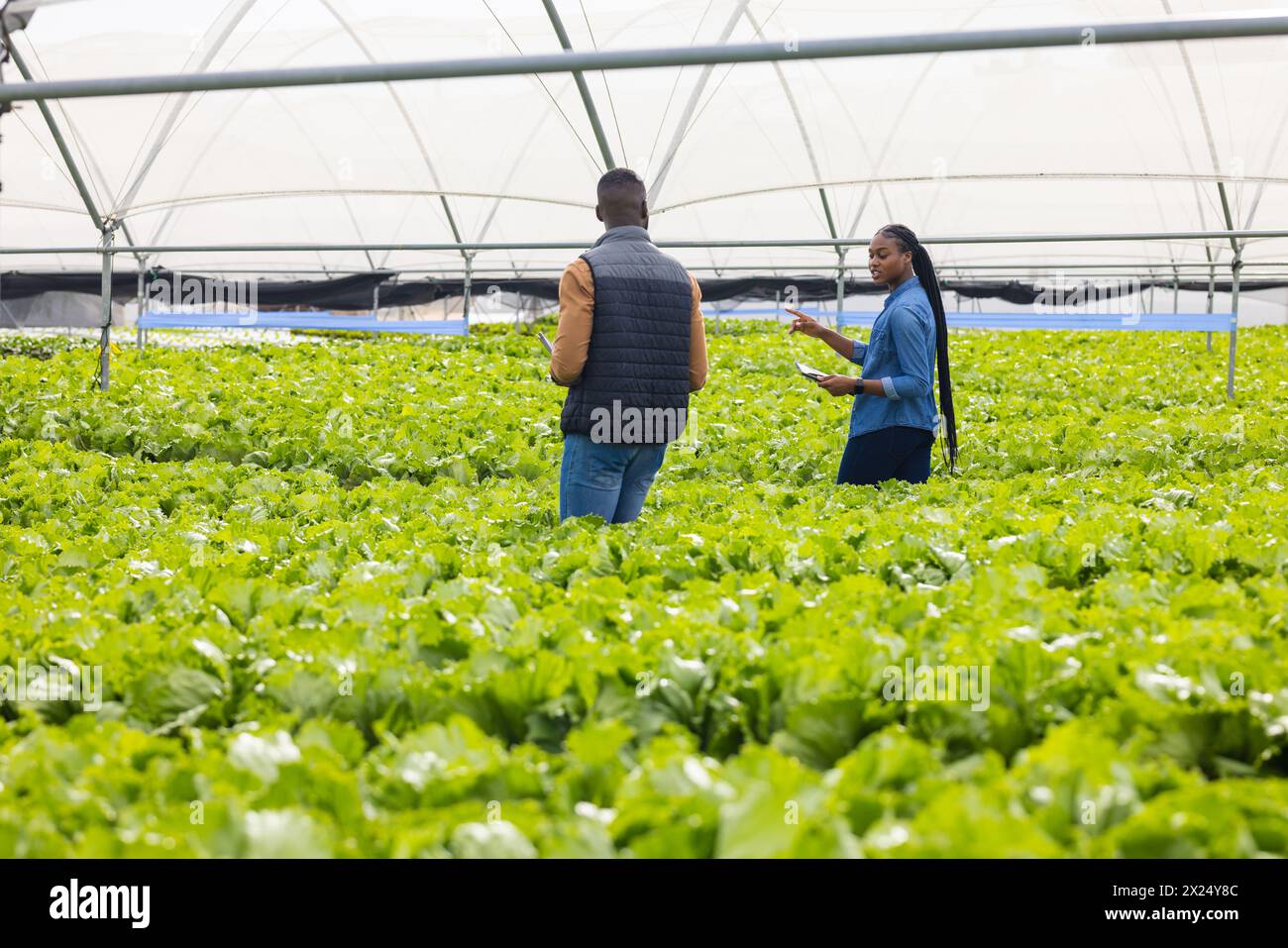 Deux jeunes superviseurs de ferme afro-américains debout dans la ferme hydroponique de serre, espace copie. Les deux portant des vêtements décontractés, jeune femme tenant la table Banque D'Images