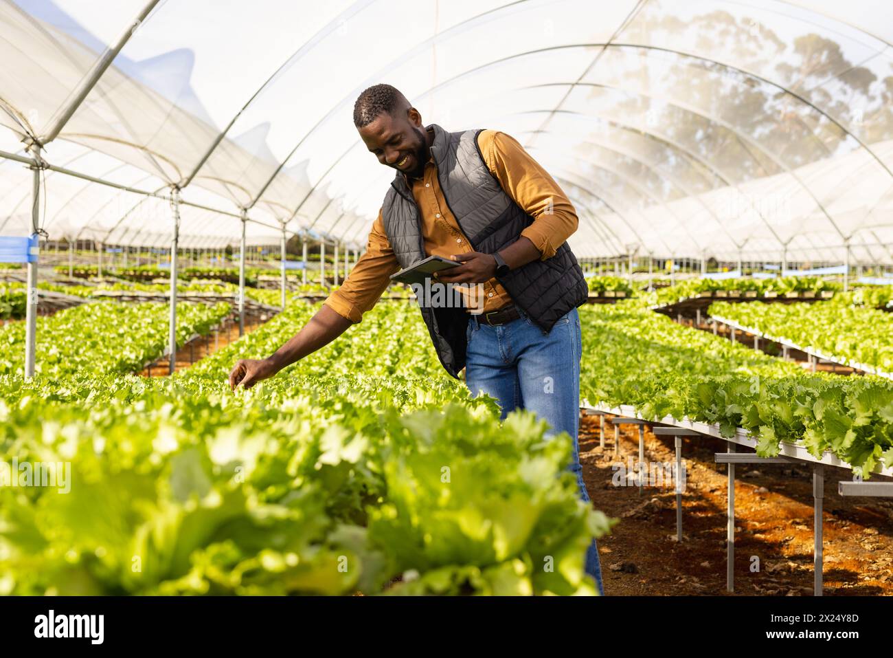 Le superviseur de ferme mâle noir vérifie les plantes hydroponiques dans la serre, tenant la tablette Banque D'Images