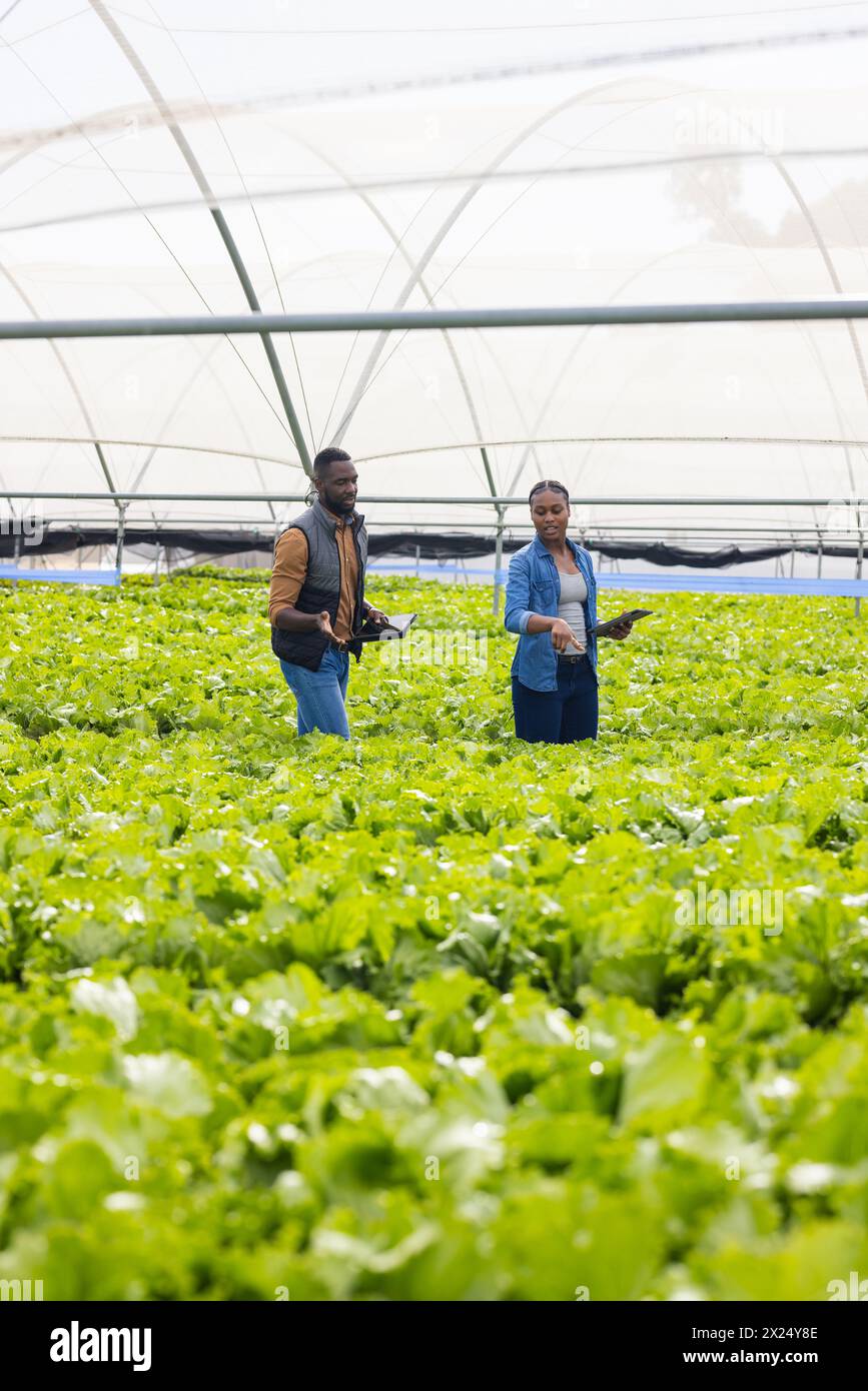 Deux jeunes superviseurs de ferme afro-américains debout dans la ferme hydroponique de serre, espace copie Banque D'Images