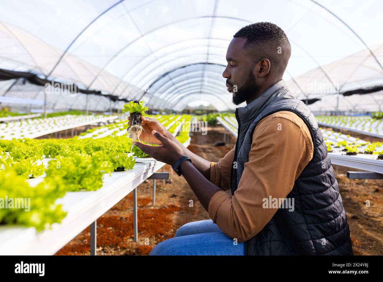 Jeune agriculteur afro-américain examinant la laitue dans une ferme hydroponique en serre Banque D'Images
