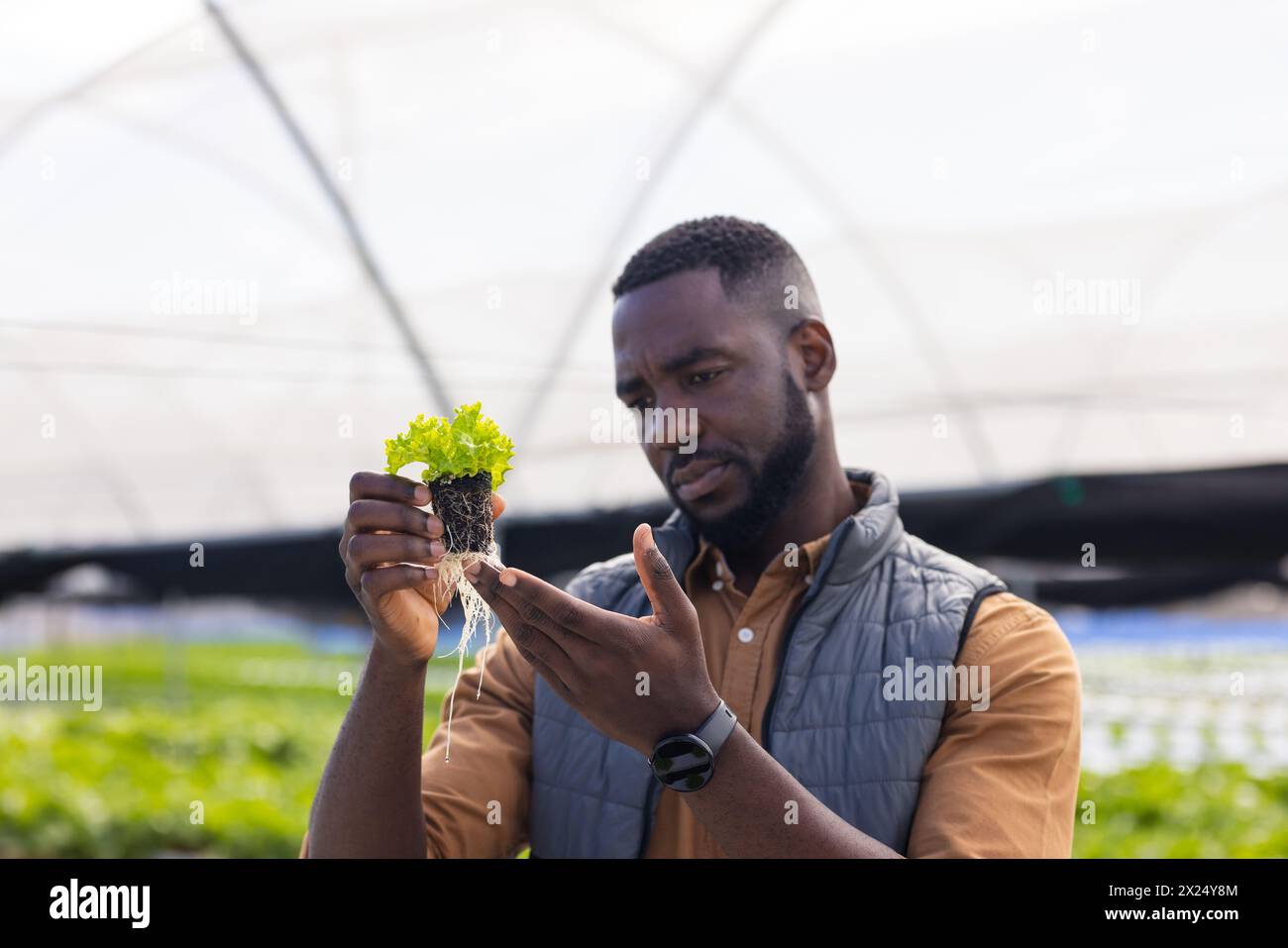 Jeune agriculteur afro-américain examinant la laitue à la ferme hydroponique en serre. Il a les cheveux noirs courts, portant un gilet, et tenant une plante, u Banque D'Images