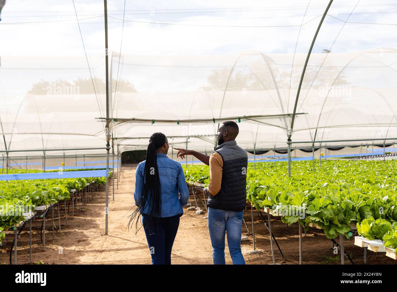 Deux jeunes agriculteurs afro-américains traversent une ferme hydroponique dans une serre Banque D'Images