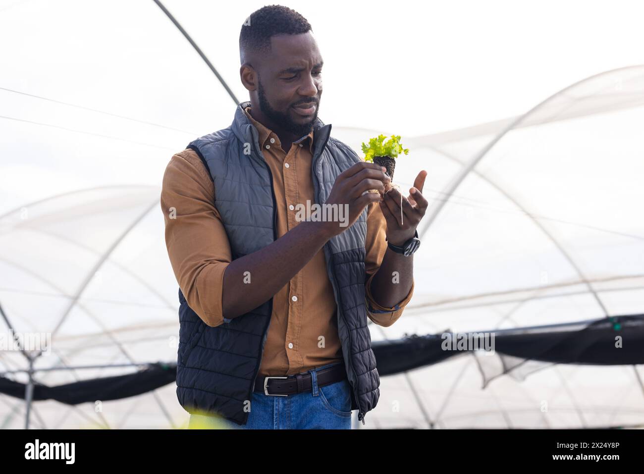 Jeune agriculteur afro-américain examinant des plantes dans une serre sur une ferme hydroponique Banque D'Images