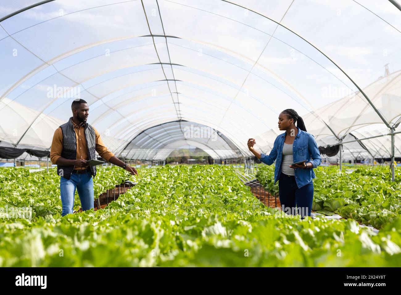 Deux jeunes superviseurs de ferme afro-américains discutant en serre dans la ferme hydroponique, espace copie Banque D'Images