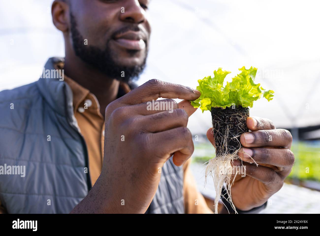 Un jeune homme afro-américain surveillant une ferme examinant des racines de laitue en serre Banque D'Images