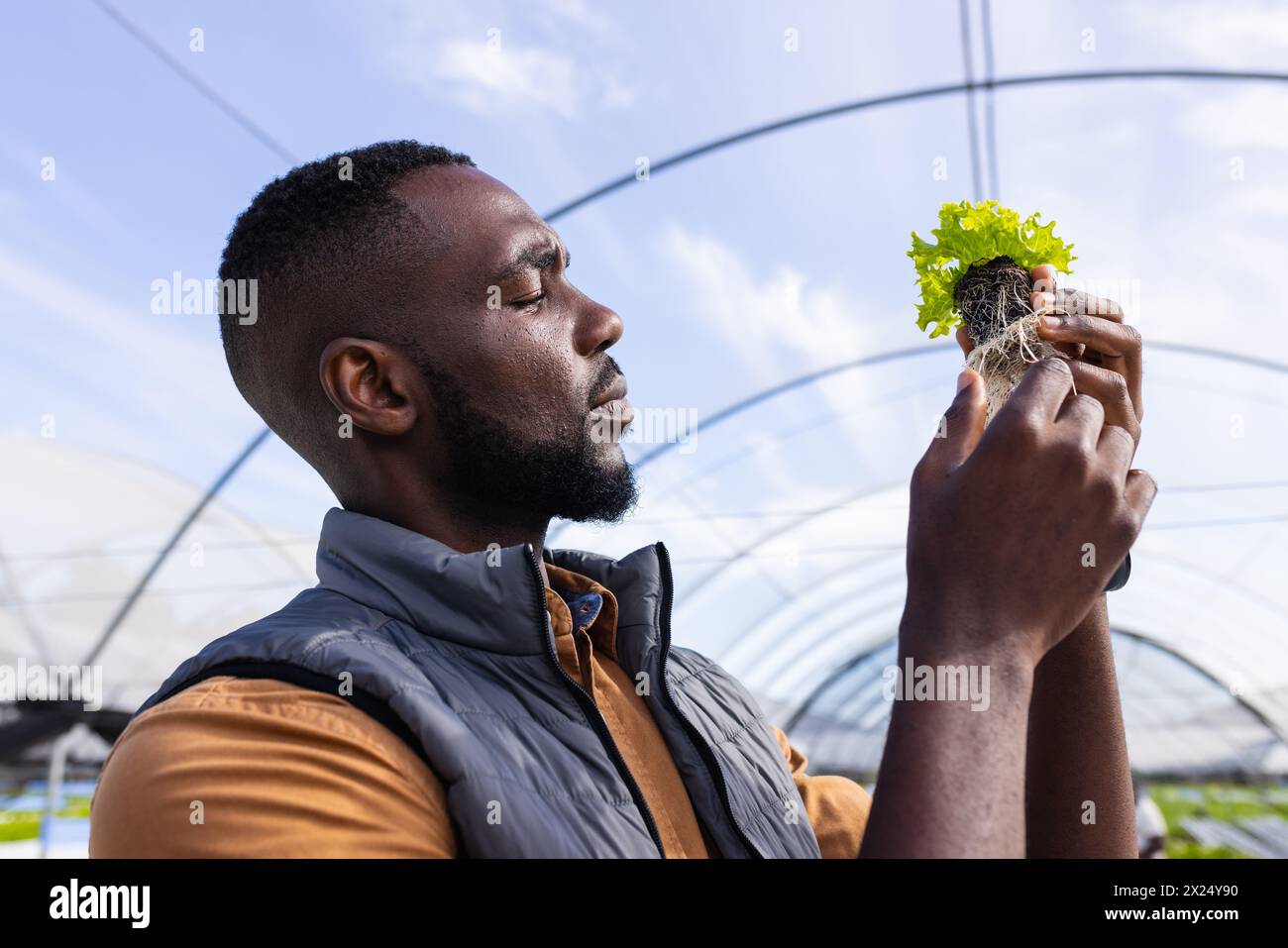 Jeune homme afro-américain superviseur de ferme examinant la laitue en serre à la ferme hydroponique Banque D'Images