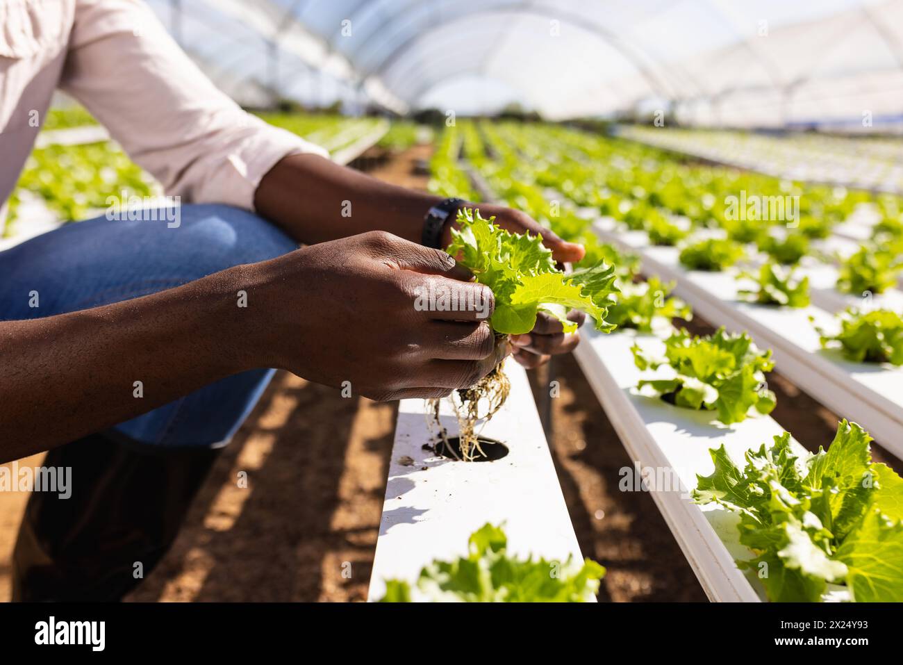 Jeune homme afro-américain superviseur de ferme examinant la laitue hydroponique en serre, espace copie Banque D'Images