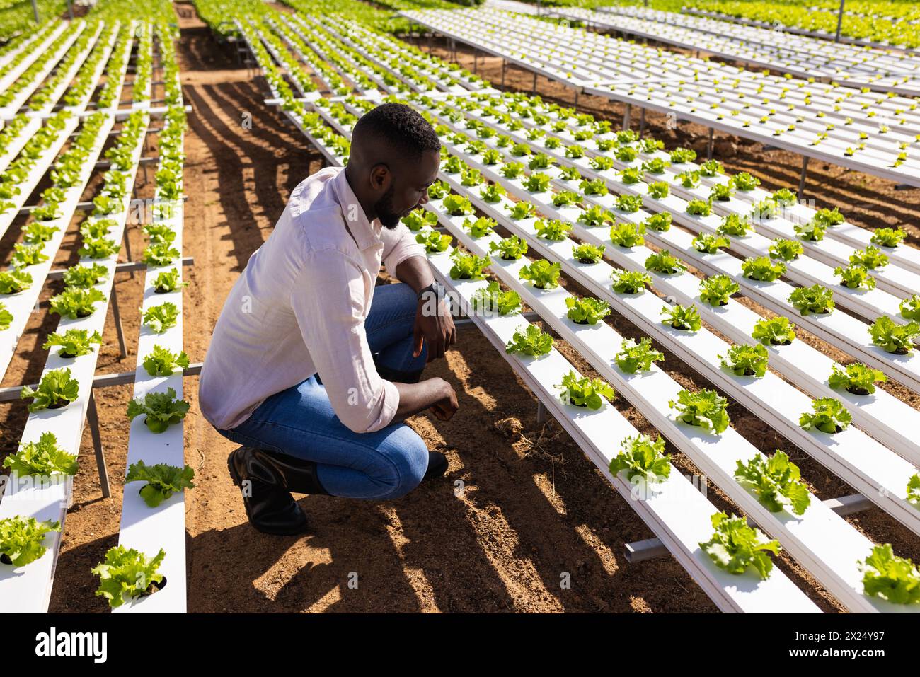 Jeune homme afro-américain superviseur de ferme examinant la laitue hydroponique en serre, espace copie. Porter chemise blanche, jeans, a les cheveux noirs courts, Banque D'Images