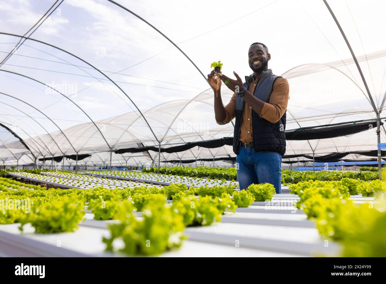 Jeune agriculteur afro-américain tenant de la laitue, debout en serre dans une ferme hydroponique Banque D'Images