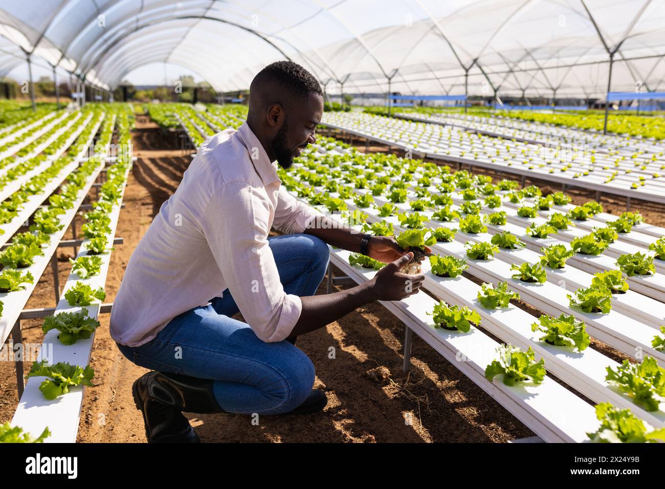 Le superviseur de ferme masculin afro-américain vérifie la laitue dans la ferme hydroponique de serre Banque D'Images