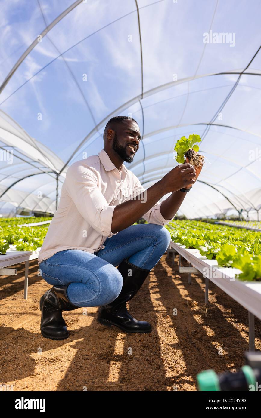 Jeune agriculteur afro-américain examinant des plantes dans une ferme hydroponique en serre Banque D'Images