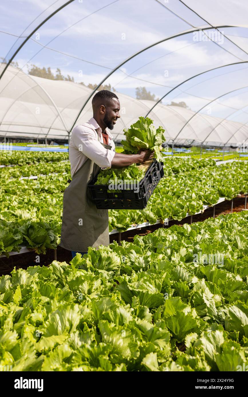Jeune agriculteur afro-américain en serre tenant de la laitue dans une ferme hydroponique. Il a les cheveux noirs courts, portant une chemise blanche et un tablier, inaltérés Banque D'Images