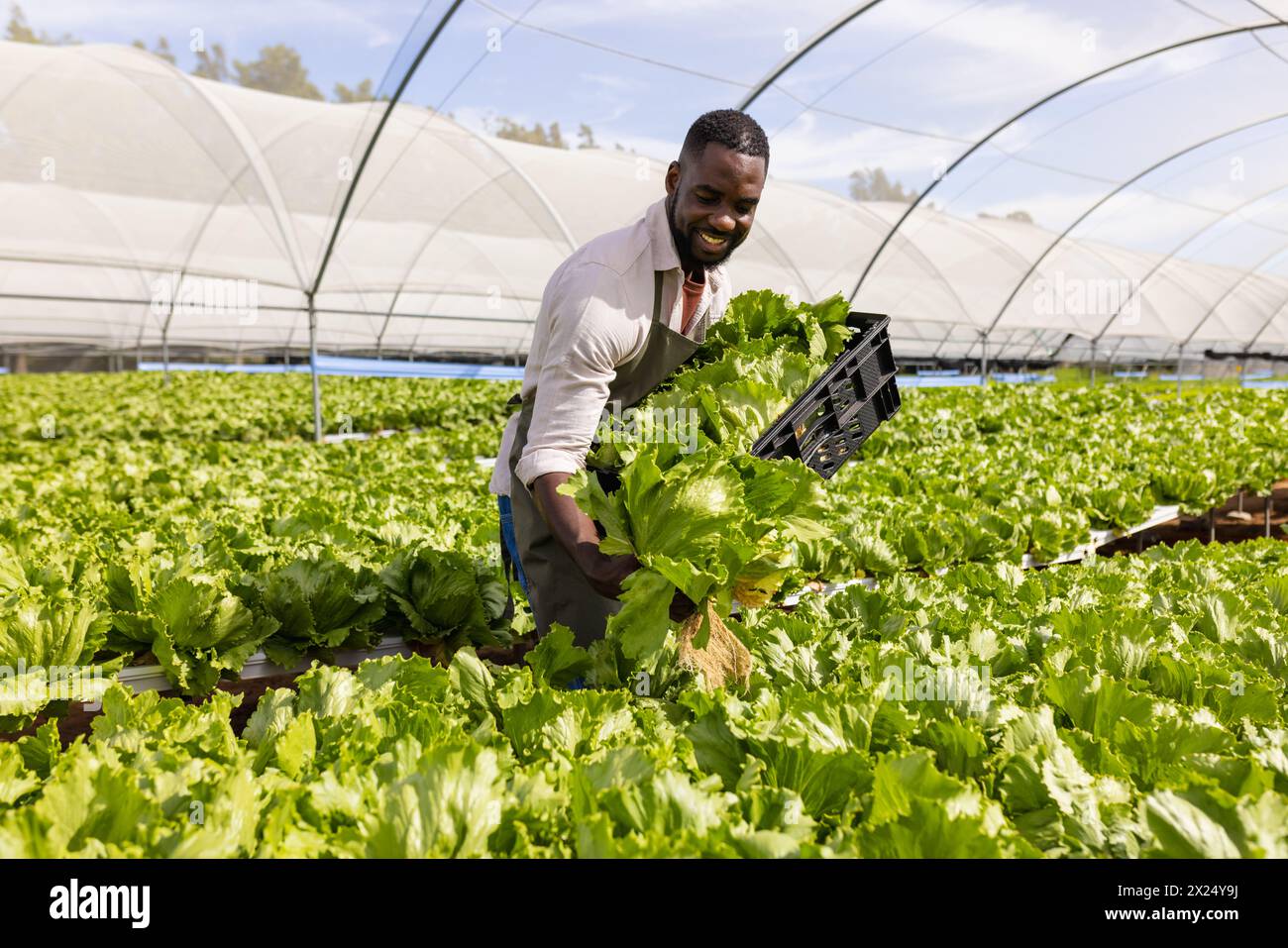 Jeune agriculteur afro-américain cueillant de la laitue dans une ferme hydroponique en serre Banque D'Images