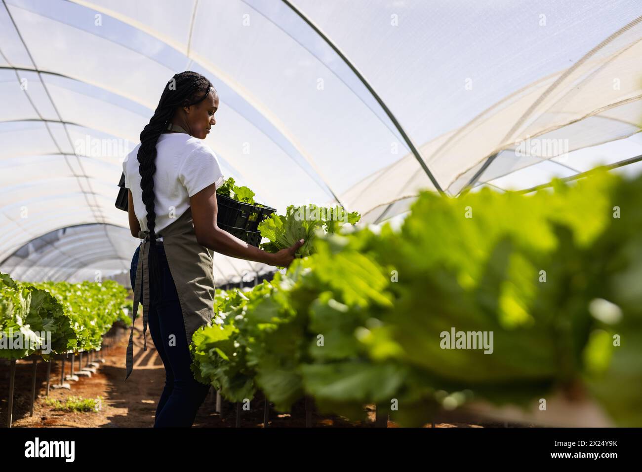 Une agricultrice afro-américaine dans une serre détient de la laitue hydroponique fraîche Banque D'Images