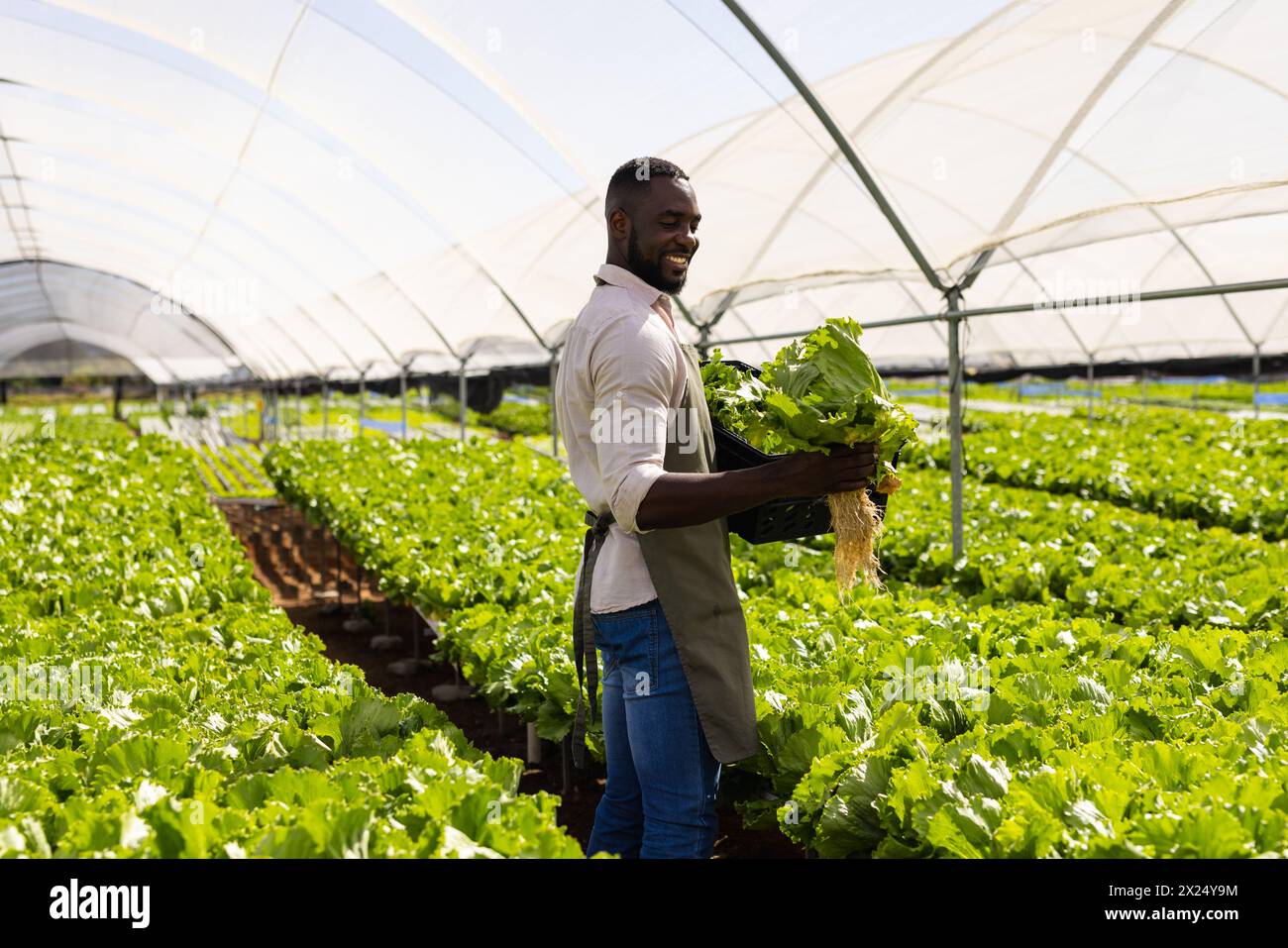 Jeune agriculteur afro-américain tenant des plantes fraîches dans une serre sur une ferme hydroponique Banque D'Images