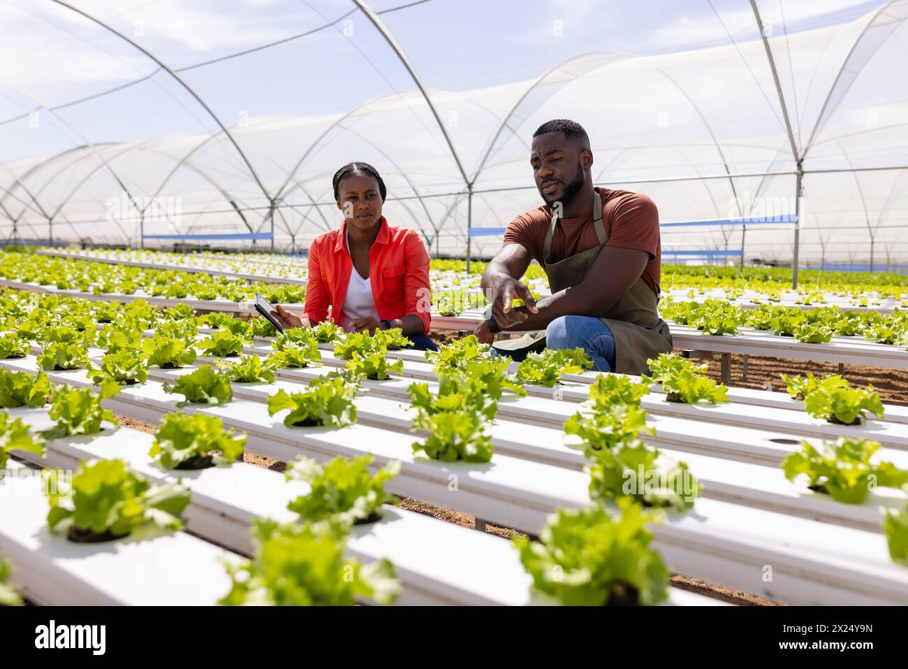 Deux jeunes superviseurs de ferme afro-américains discutant dans une serre dans une ferme hydroponique Banque D'Images