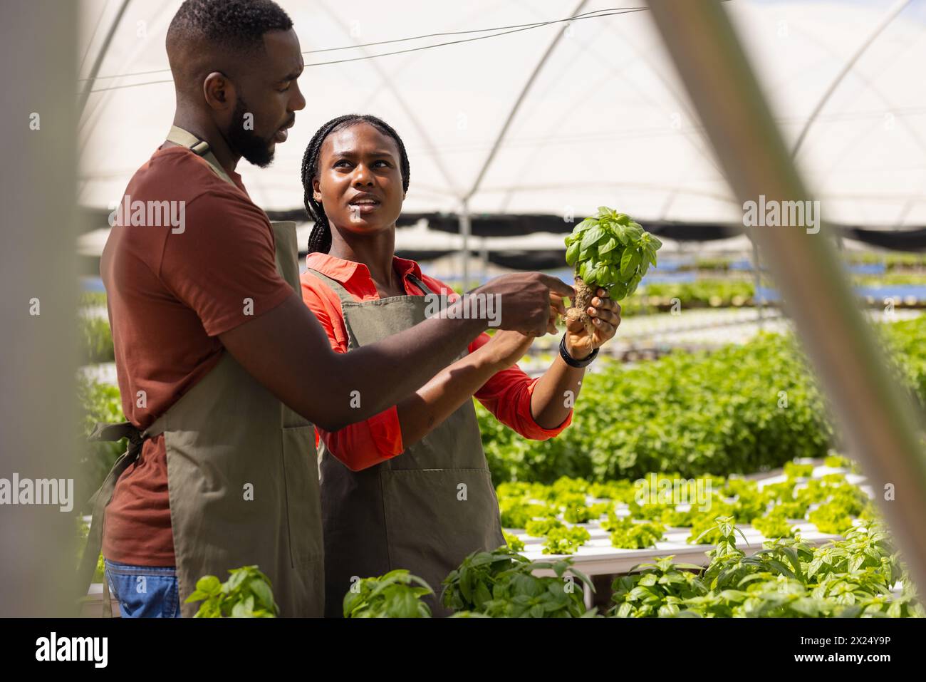 Deux jeunes superviseurs de ferme afro-américains examinant des plantes dans une serre sur une ferme hydroponique Banque D'Images