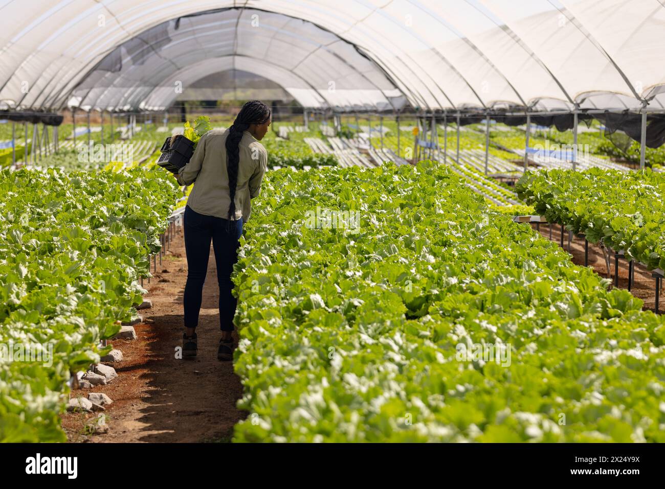 Jeune agricultrice afro-américaine marchant à travers la ferme hydroponique dans la serre, espace de copie Banque D'Images