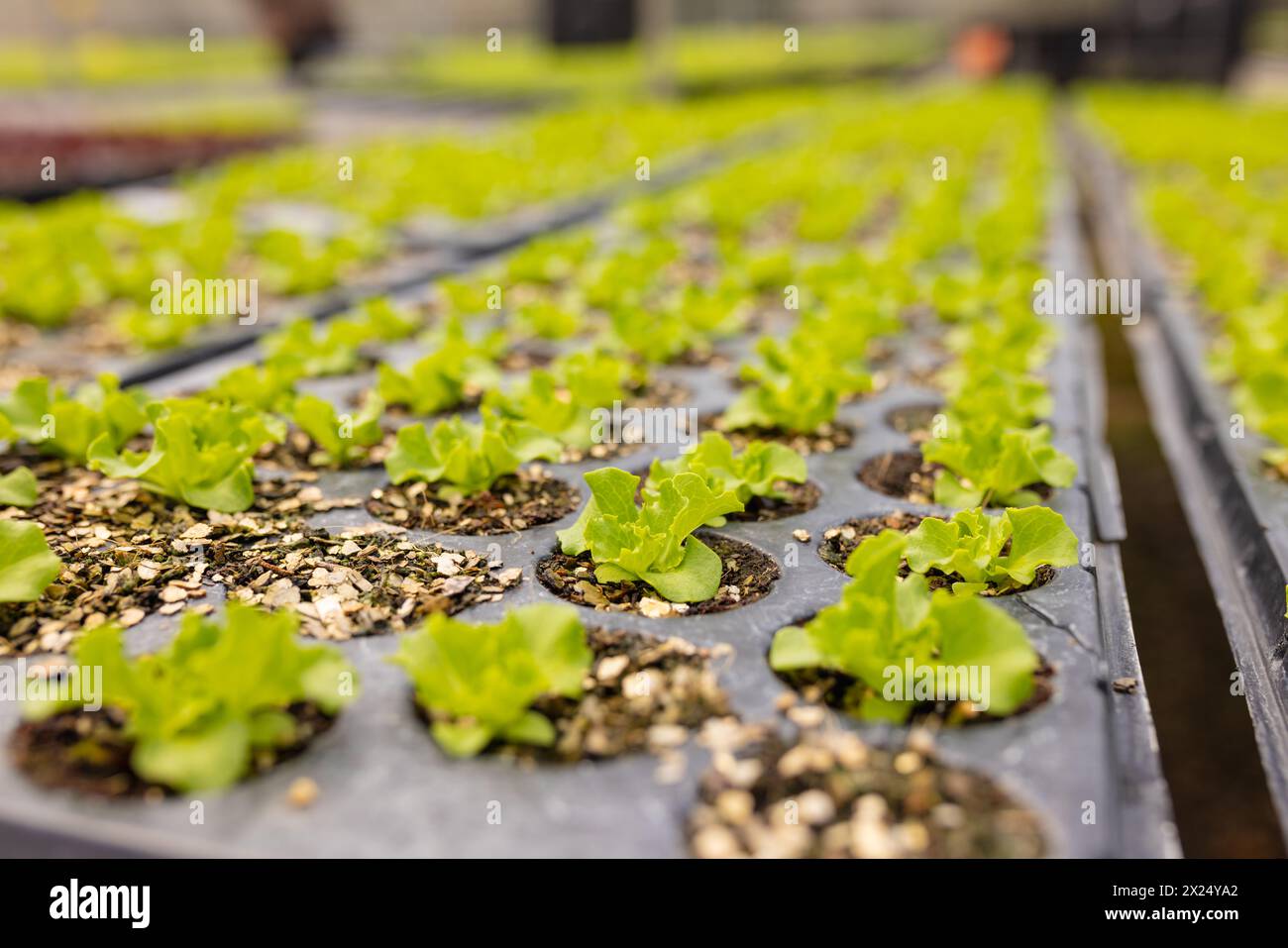 Rangées de jeunes plants de laitue poussant dans une ferme hydroponique en serre Banque D'Images