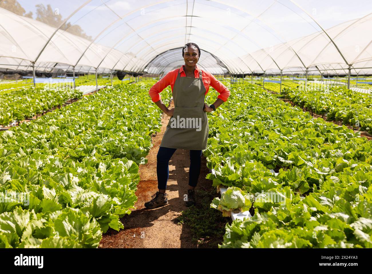 Jeune agricultrice afro-américaine debout dans une ferme hydroponique à effet de serre, les mains sur les hanches Banque D'Images