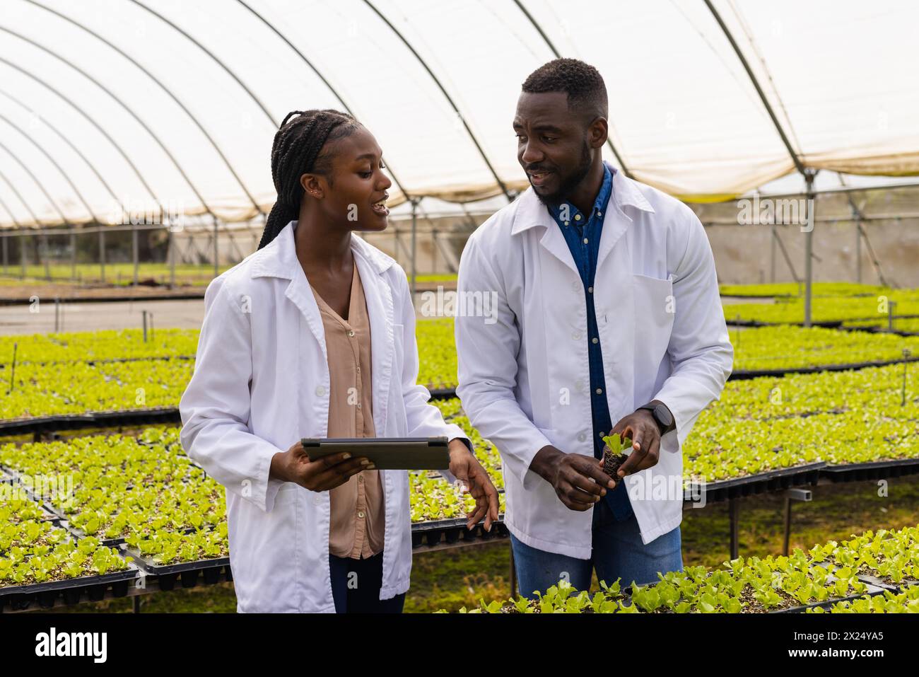 Deux jeunes superviseurs de ferme afro-américains discutant dans une ferme hydroponique en serre Banque D'Images
