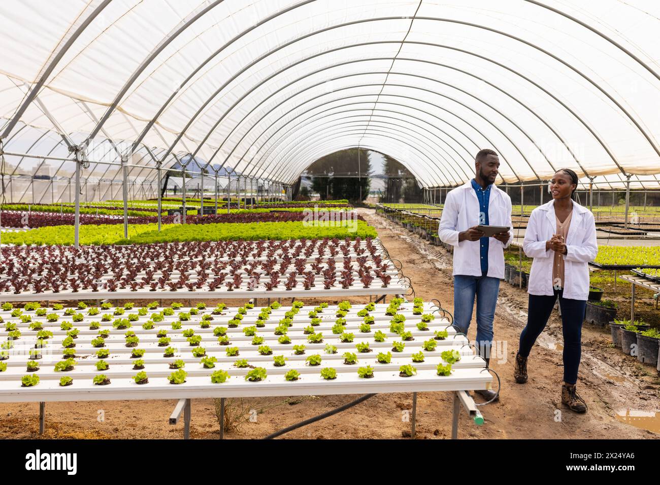 Deux jeunes superviseurs de ferme afro-américains marchant dans la ferme hydroponique de serre, espace copie Banque D'Images