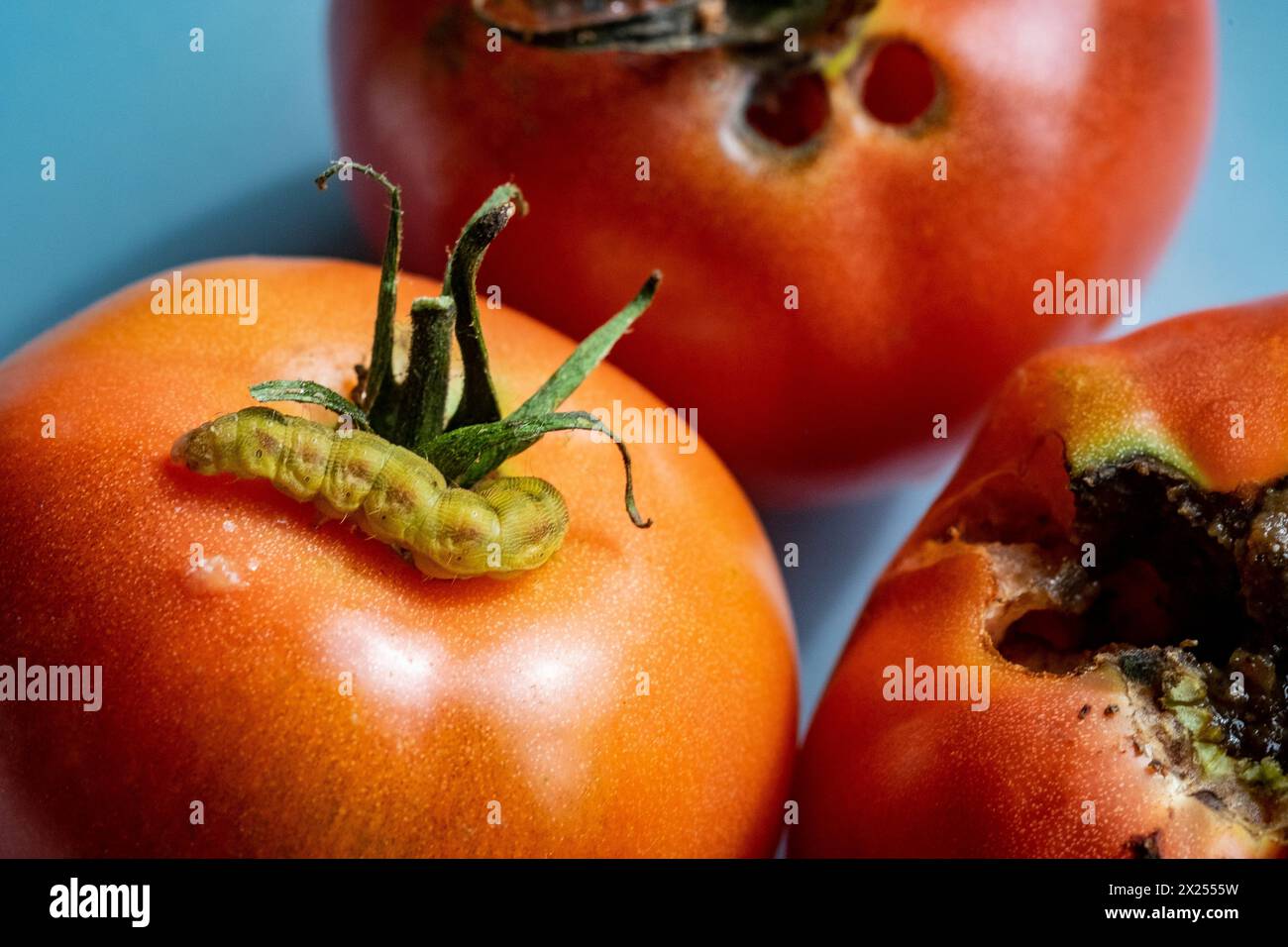 Chenille sur grande tomate rouge mûre Banque D'Images