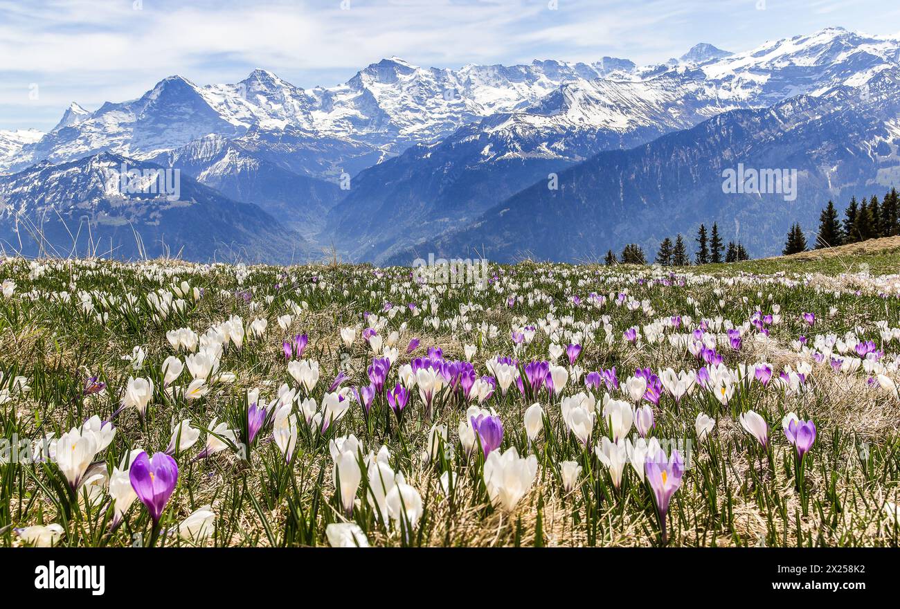 Fleurs de crocus sauvages sur les alpes au début du printemps - superposition de mise au point pour un premier plan et un arrière-plan nets Banque D'Images