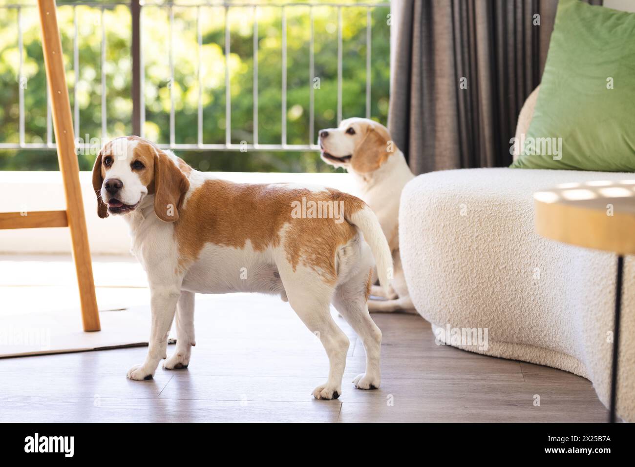 Deux chiens beagle debout à l'intérieur de la maison, un regardant loin Banque D'Images