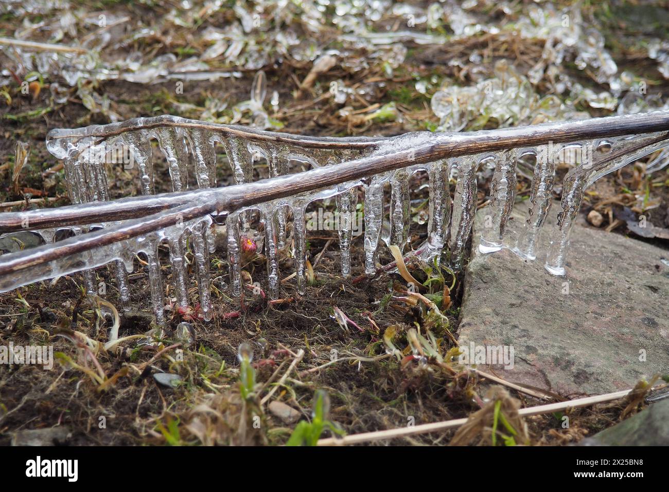 La glace est de l'eau à l'état solide d'agrégation. Glaçons et stalactites sur les branches d'arbres près de l'eau. Crue printanière. l'eau forme des cristaux d'un c Banque D'Images