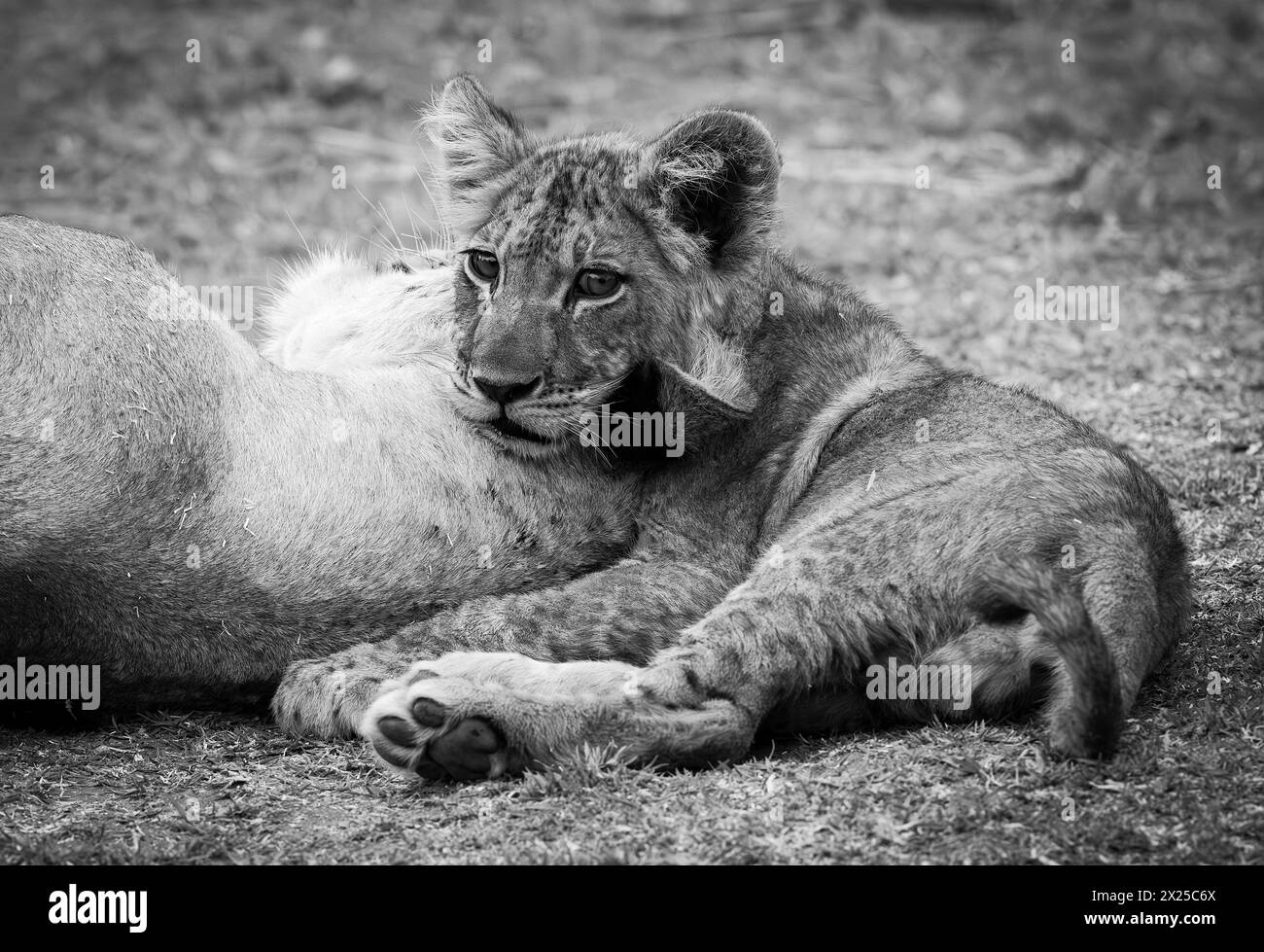 On voit des petits lions au Zimbabwe Banque D'Images