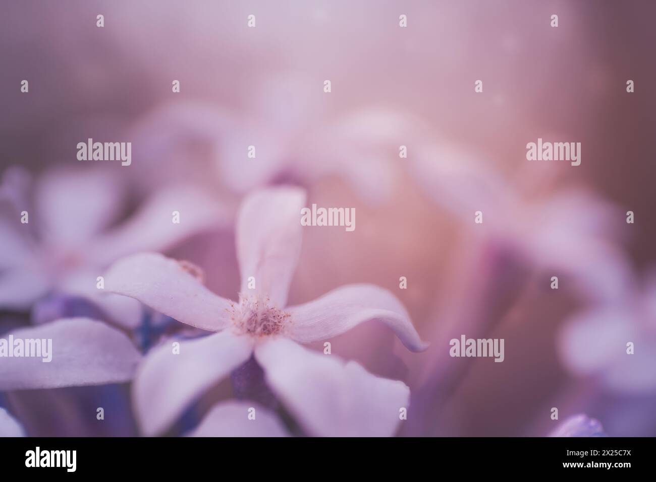Verveine sauvage, ou Pentanisia Prunelloides, indigène d'Afrique Banque D'Images