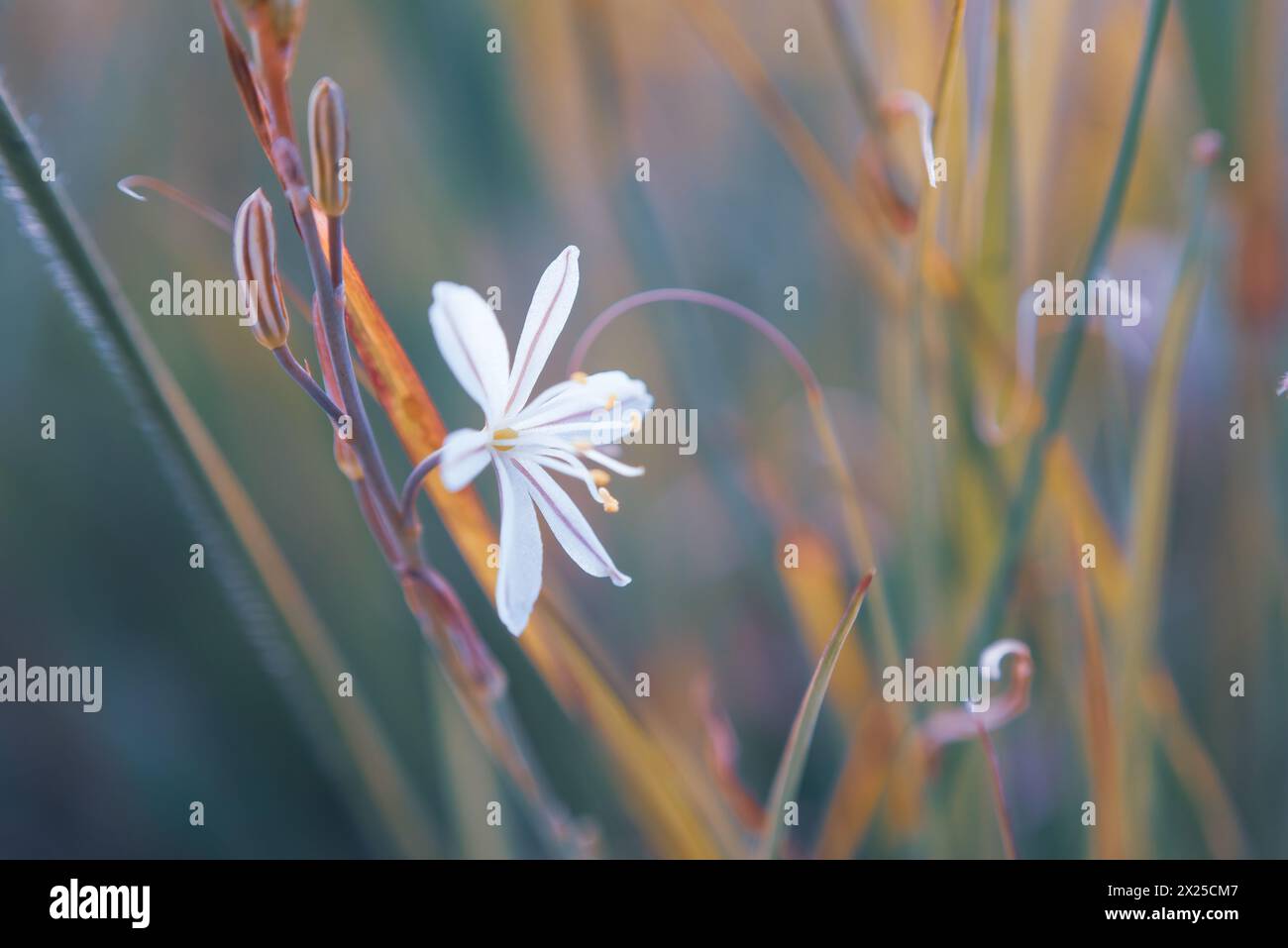 Une fleur blanche appelée Wildeknoflok, ou Trachyandra saltii Banque D'Images