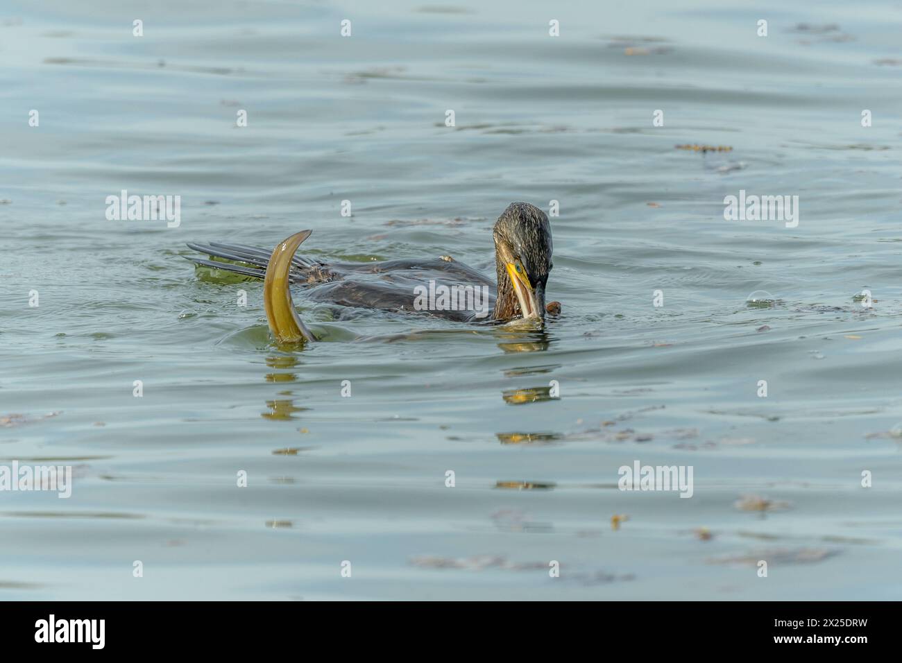 Une grande anguille peine à échapper à un grand cormoran (Phalacrocorax carbo). Banque D'Images