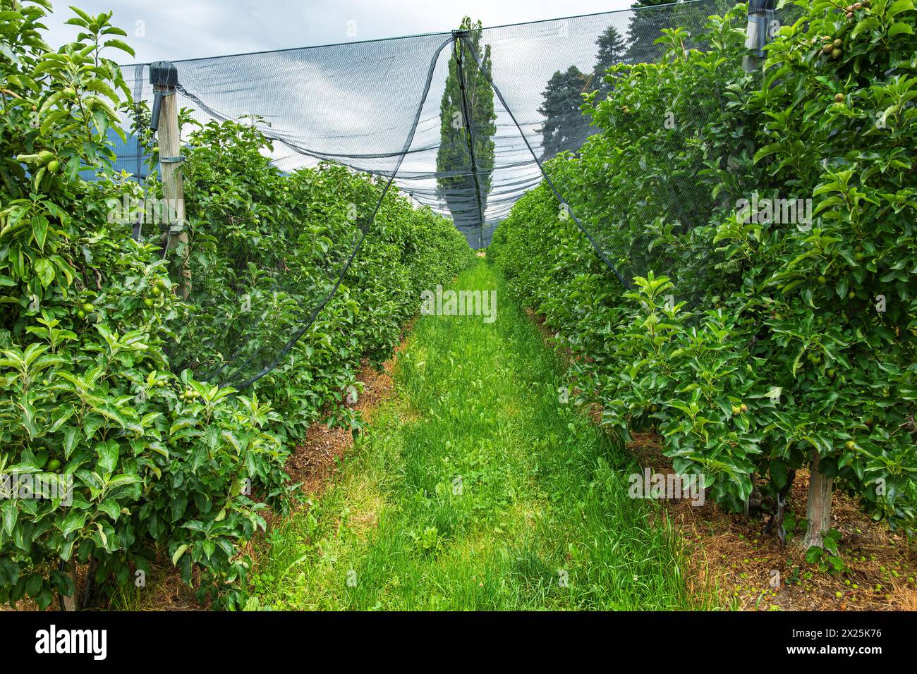 Vergers nichés dans le paysage alpin pittoresque au-dessus de Merano dans la municipalité de Scena, Tyrol du Sud, Italie. Banque D'Images