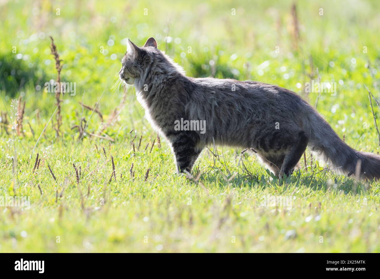 Chat tabby sauvage marchant dans le champ Banque D'Images