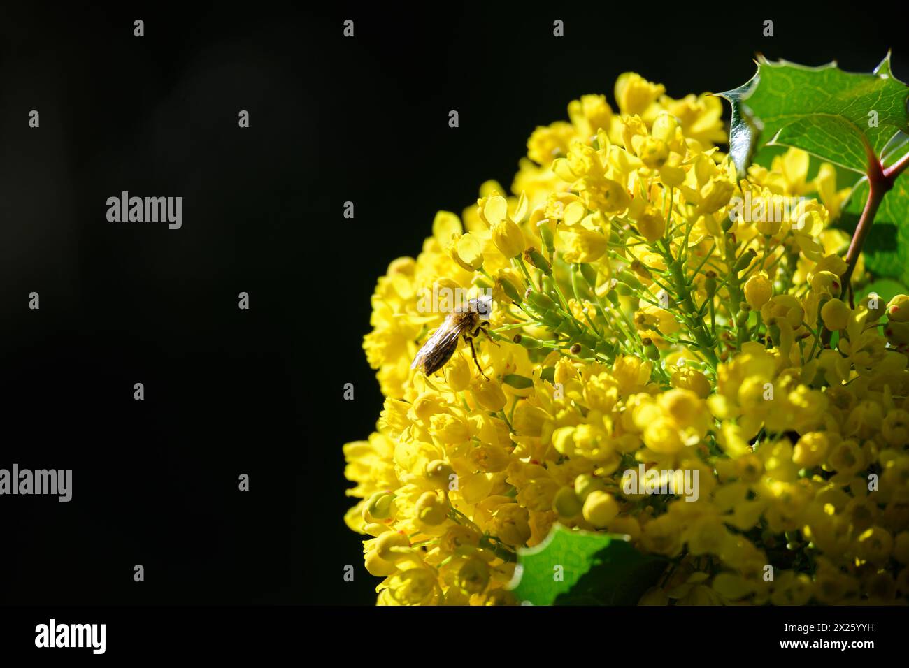 Mahonia aquifolium (Oregon Grape) avec abeille Banque D'Images