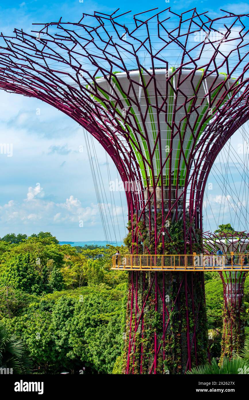 L'OCBC Skyway, à 22 mètres au-dessus du sol, est une passerelle aérienne de 128 mètres de long entre deux des Super Trees de Gardens by the Bay à Singapour Banque D'Images