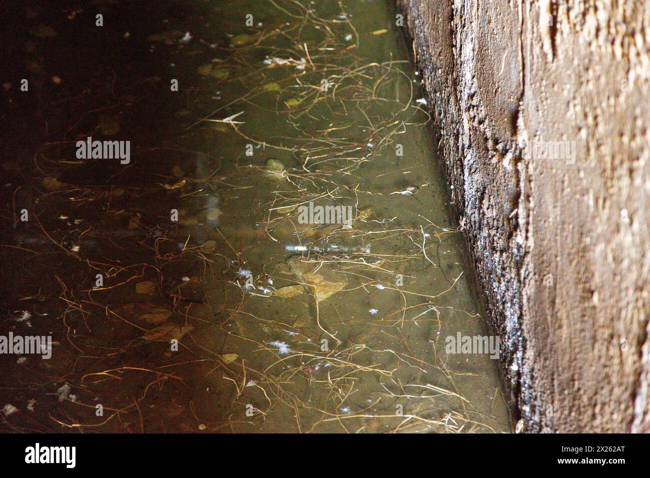 Egypte, Fayoum, Hawara, pyramide d'Amenemhat III : L'entrée, après quelques marches, est totalement inondée d'eau. Cela est dû à un canal moderne. Banque D'Images