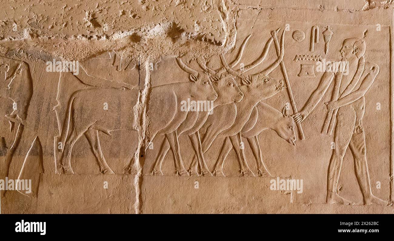 Egypte, Saqqara, tombeau de Ptahhotep, décapage des céréales, grâce aux bœufs. Banque D'Images